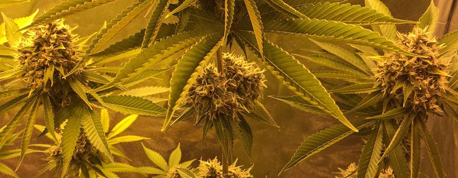 Sour Diesel Sour Diesel
