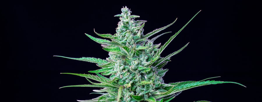 Special Kush #1