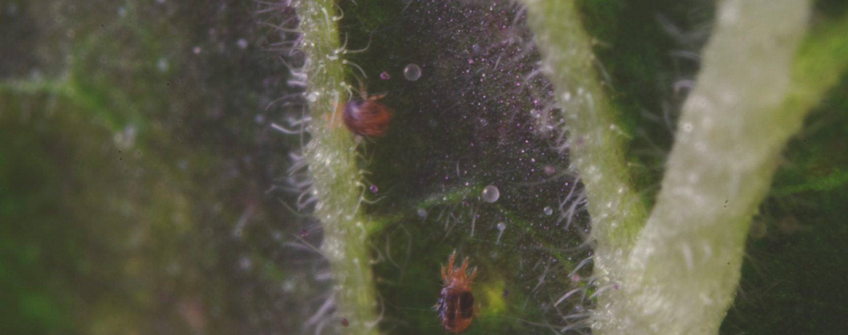 What Cannabis Leaves Can Tell You What Cannabis Leaves Can Tell You