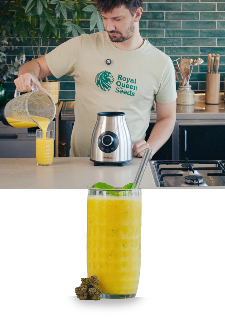 Step 4–5: Blend the cannabis smoothie until creamy and serve immediately Blending a mango cannabis smoothie and pouring the finished drink into a glass, ready to serve with a smooth, creamy texture.