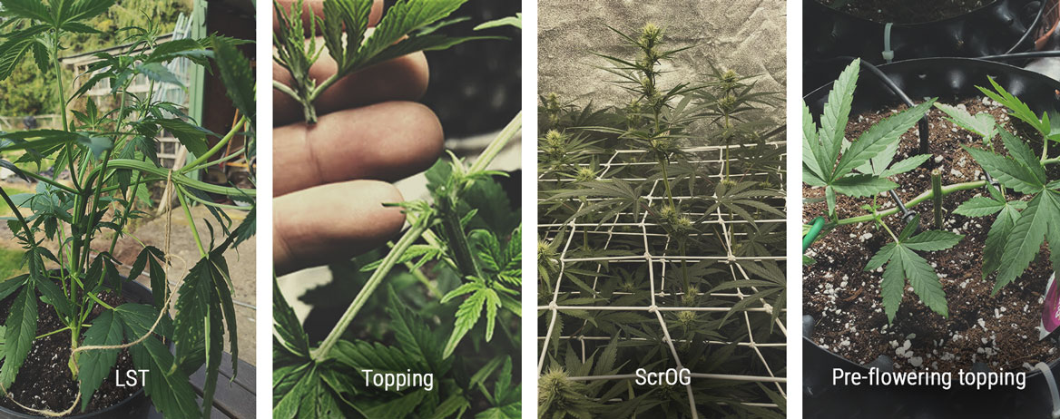 How To Control a Cannabis Plant’s Height in the Vegetative Stage