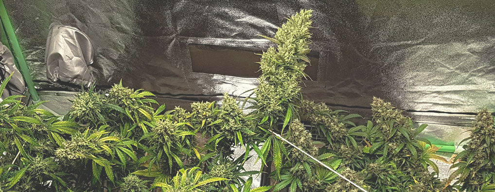 Best Ways To Support Large Cannabis Buds Indoors and Outdoors Best Ways To Support Large Cannabis Buds Indoors and Outdoors