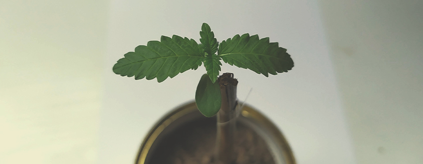 ESTRUCTURA DE SUPORT PER A LES PLANTES ESTRUCTURA DE SUPORT PER A LES PLANTES