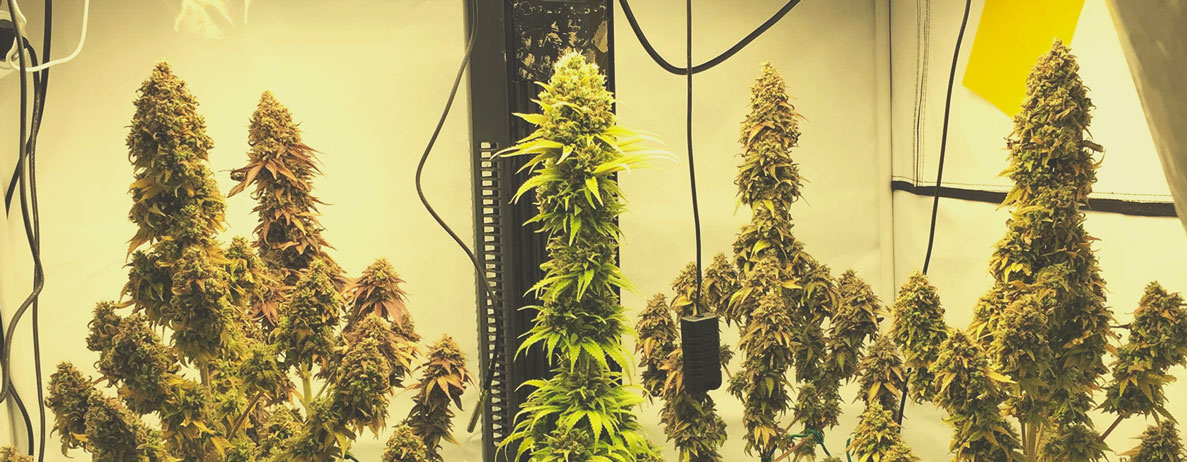 Top 10 Most Popular Feminized Cannabis Strains Top 10 Most Popular Feminized Cannabis Strains