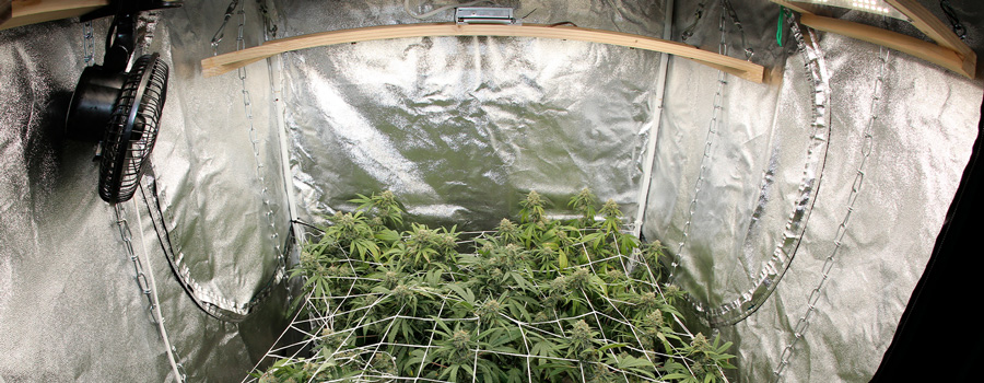 Tent for Cannabis Grow Tent for Cannabis Grow