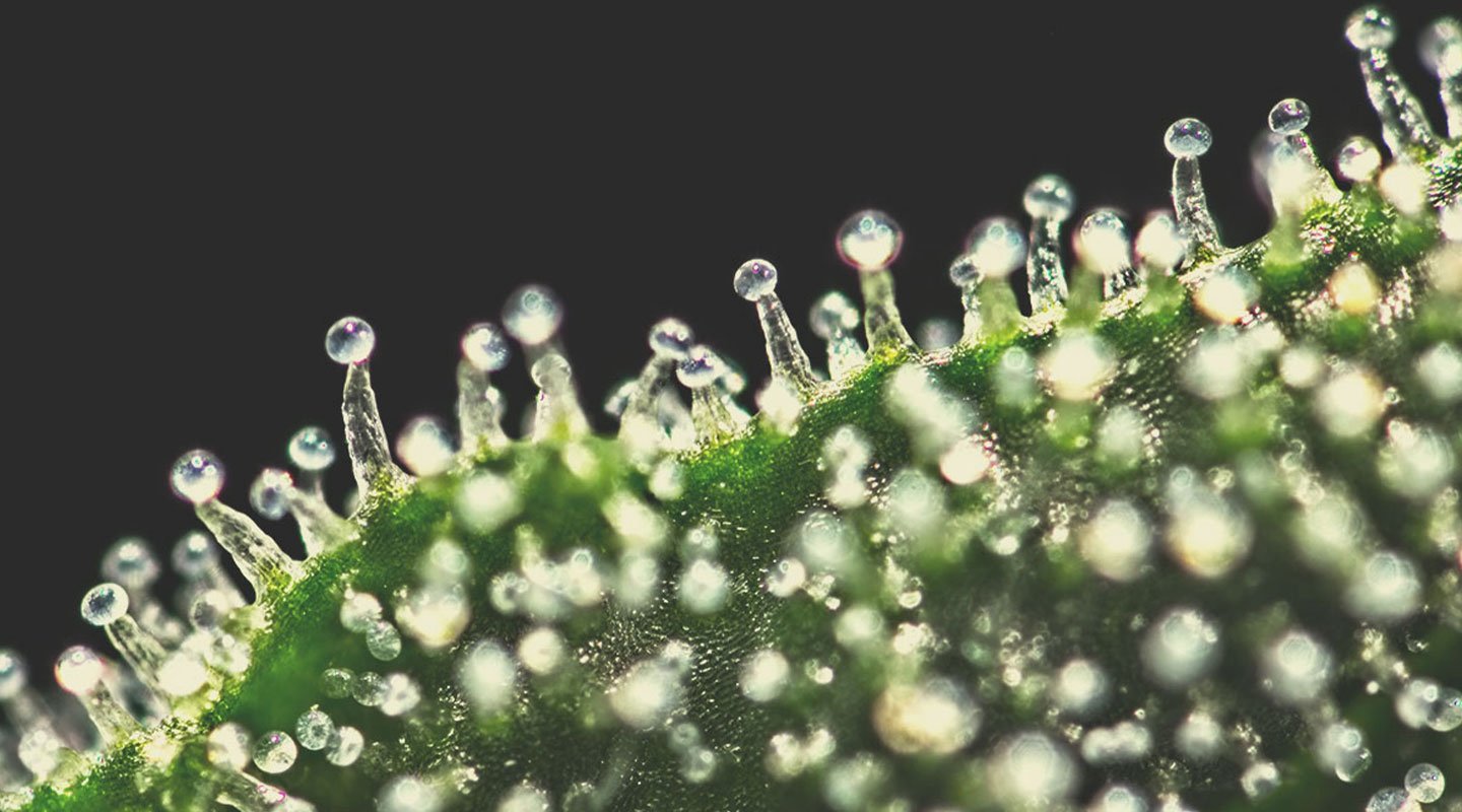 Is Marijuana Stronger Than It Used To Be? Is Marijuana Stronger Than It Used To Be?