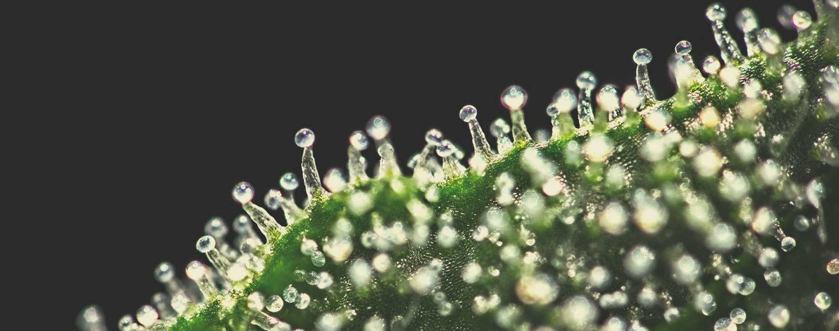 Is Marijuana Stronger Than It Used To Be? Is Marijuana Stronger Than It Used To Be?