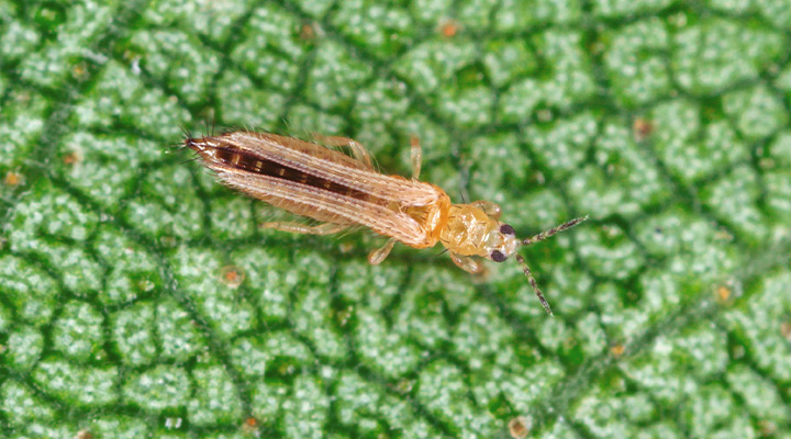 How to identify and get rid of thrips pests in your garden