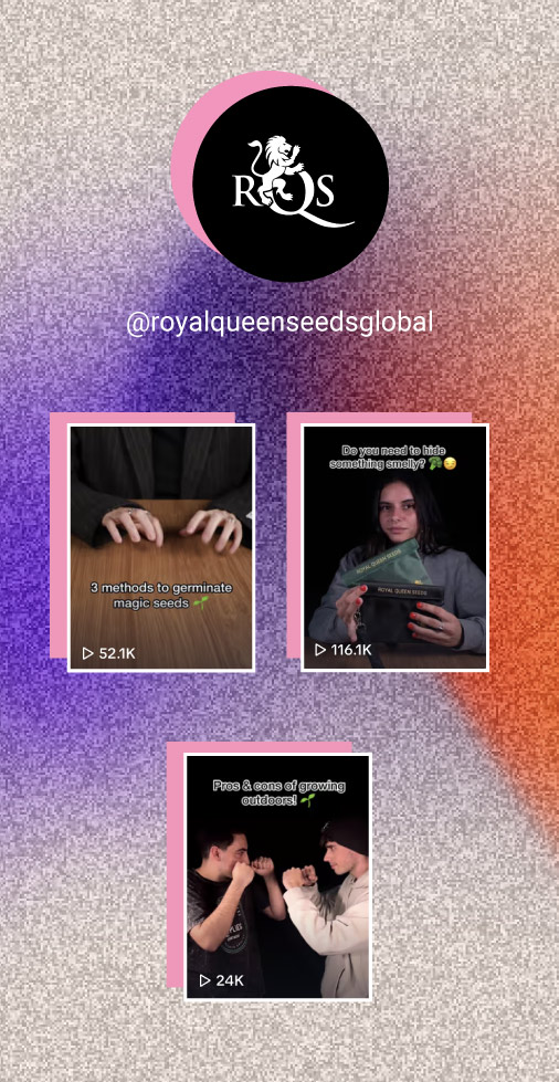 Royal Queen Seeds Royal Queen Seeds