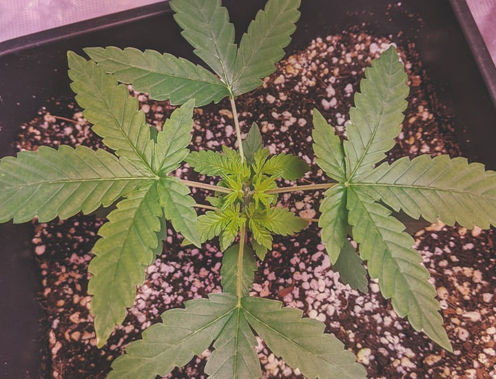 Topping and Training Autoflowering Cannabis Topping and Training Autoflowering Cannabis