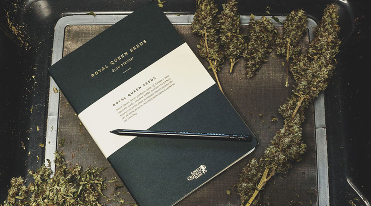 What To Record in a Cannabis Consumption Diary What To Record in a Cannabis Consumption Diary