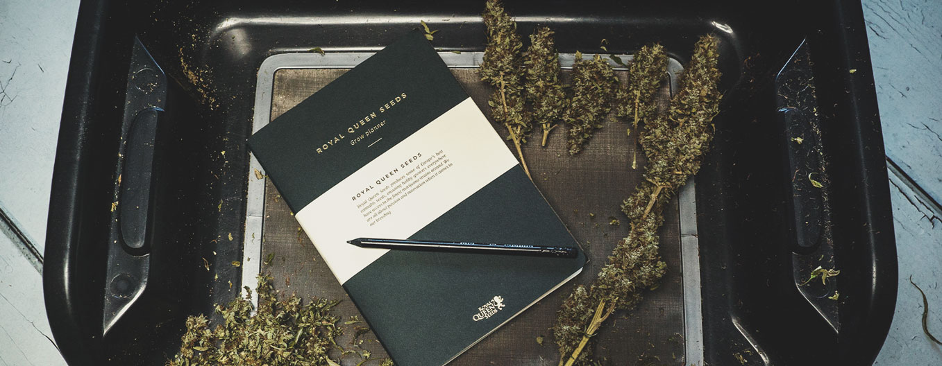 What To Record in a Cannabis Consumption Diary