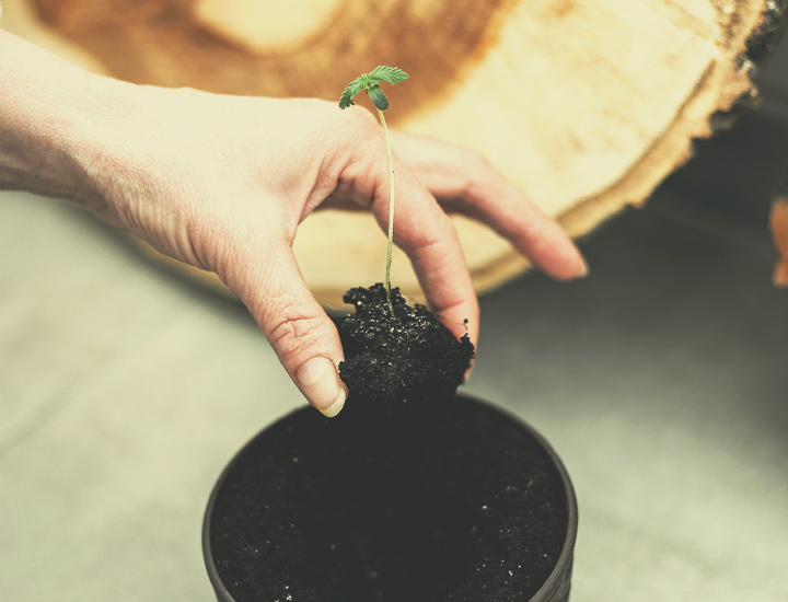 Autoflowering Cannabis Seeds for Indoor Growing Autoflowering Cannabis Seeds for Indoor Growing