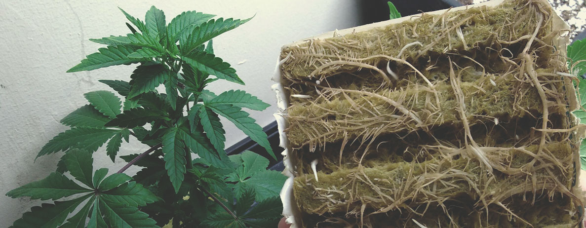 Rockwool For Hydroponic Marijuana Growing Rockwool For Hydroponic Marijuana Growing