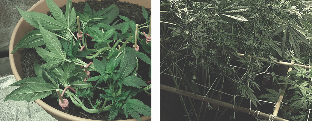 Best Ways To Support Large Cannabis Buds Indoors and Outdoors Best Ways To Support Large Cannabis Buds Indoors and Outdoors