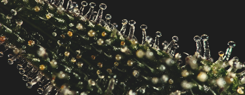 TRICHOMES BEGIN TO CHANGE IN APPEARANCE TRICHOMES BEGIN TO CHANGE IN APPEARANCE