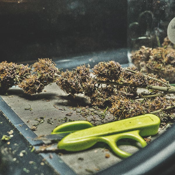 ¿Cuándo cortar tu marihuana? ¿Cuándo cortar tu marihuana?