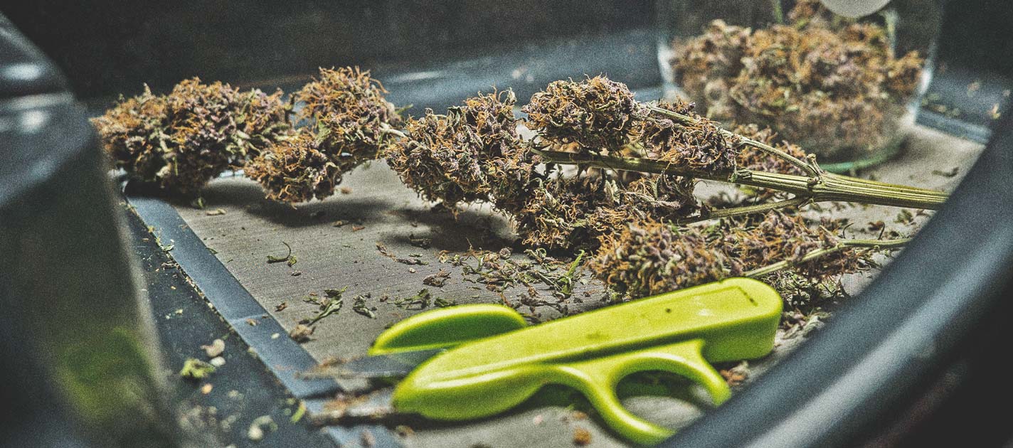 ¿Cuándo cortar tu marihuana? ¿Cuándo cortar tu marihuana?