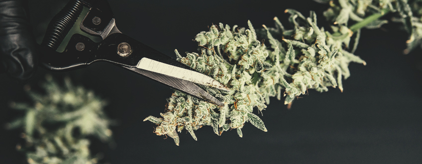 IT’S TIME TO TRIM YOUR FLOWERS IT’S TIME TO TRIM YOUR FLOWERS