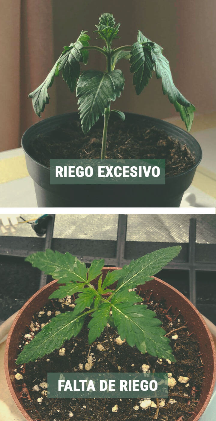 CÓMO REGAR TUS PLÁNTULAS CÓMO REGAR TUS PLÁNTULAS