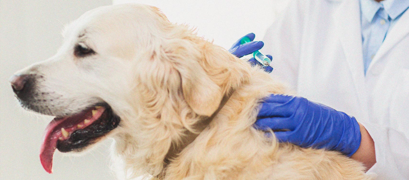What to Do if Your Dog Gets High What to Do if Your Dog Gets High