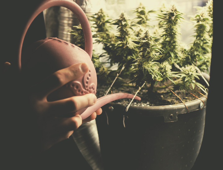 Autoflowering Cannabis Seeds for Indoor Growing Autoflowering Cannabis Seeds for Indoor Growing