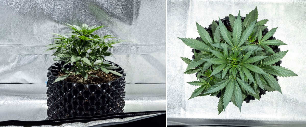 Planta de cànnabis North Thunderfuck a la setmana 2 de creixement vegetatiu primerenc desenvolupant més fulles en ventall i un sistema radicular més fort en terra sota llum LED