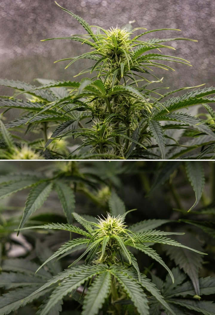 Planta de cànnabis Gaia F1 a la setmana 5 creixent en terra amb un creixement saludable en floració en interior