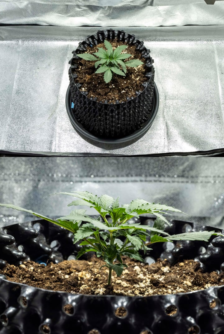 Plàntula de cànnabis North Thunderfuck a la setmana 1 mostrant les primeres fulles veritables i un creixement saludable en terra sota llum LED