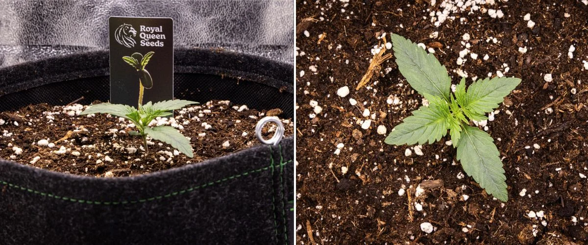 Plàntula de cànnabis Gaia F1 a la setmana 1 creixent en terra, amb les primeres fulles veritables desenvolupant-se i una estructura primerenca compacta en condicions d’interior