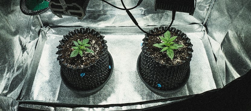 Análisis de cultivo de la Sweet Skunk Automatic Análisis de cultivo de la Sweet Skunk Automatic
