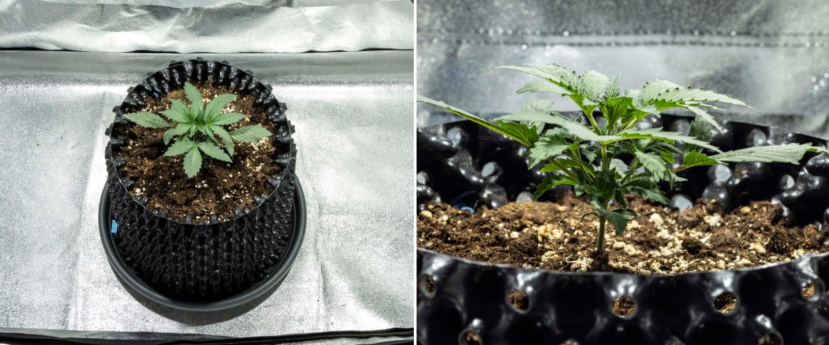 Plàntula de cànnabis North Thunderfuck a la setmana 1 mostrant les primeres fulles veritables i un creixement saludable en terra sota llum LED