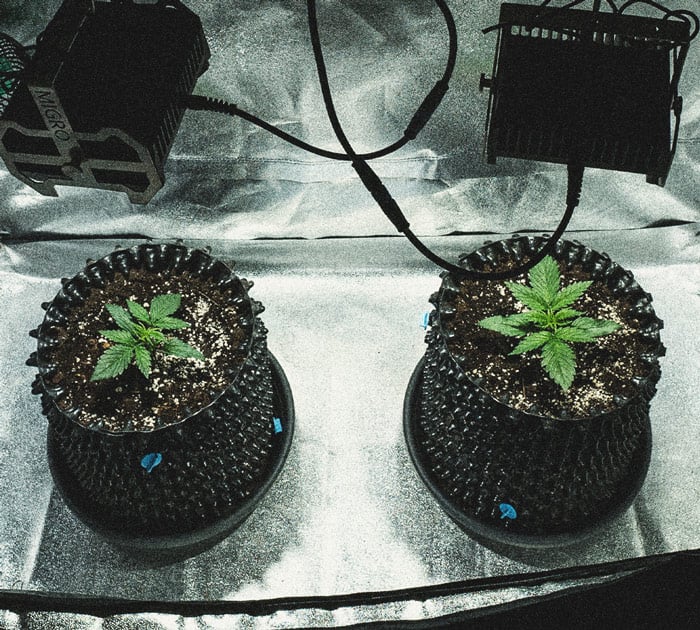 Análisis de cultivo de la Sweet Skunk Automatic Análisis de cultivo de la Sweet Skunk Automatic