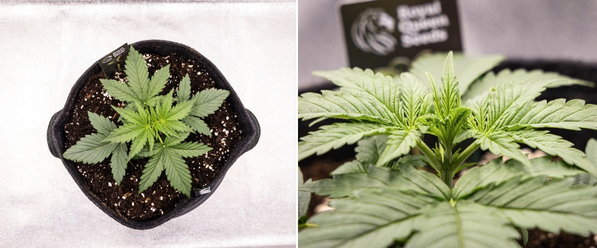 Planta de cànnabis Gaia F1 a la setmana 2 creixent en terra amb un creixement vegetatiu primerenc saludable en interior