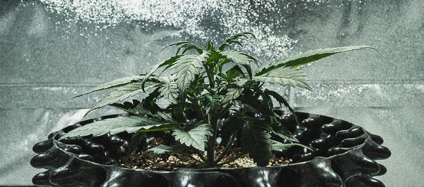 Análisis de cultivo de la Sweet Skunk Automatic Análisis de cultivo de la Sweet Skunk Automatic