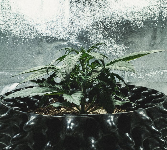 Análisis de cultivo de la Sweet Skunk Automatic Análisis de cultivo de la Sweet Skunk Automatic