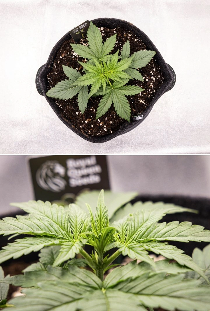 Planta de cànnabis Gaia F1 a la setmana 2 creixent en terra amb un creixement vegetatiu primerenc saludable en interior