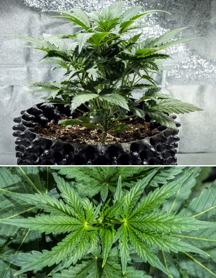 North Thunderfuck Grow Report – Week 3 Vegetative Growth Stage North Thunderfuck cannabis plant in week 3 of vegetative growth showing vigorous structure, broad fan leaves, and healthy branching in soil under LED light