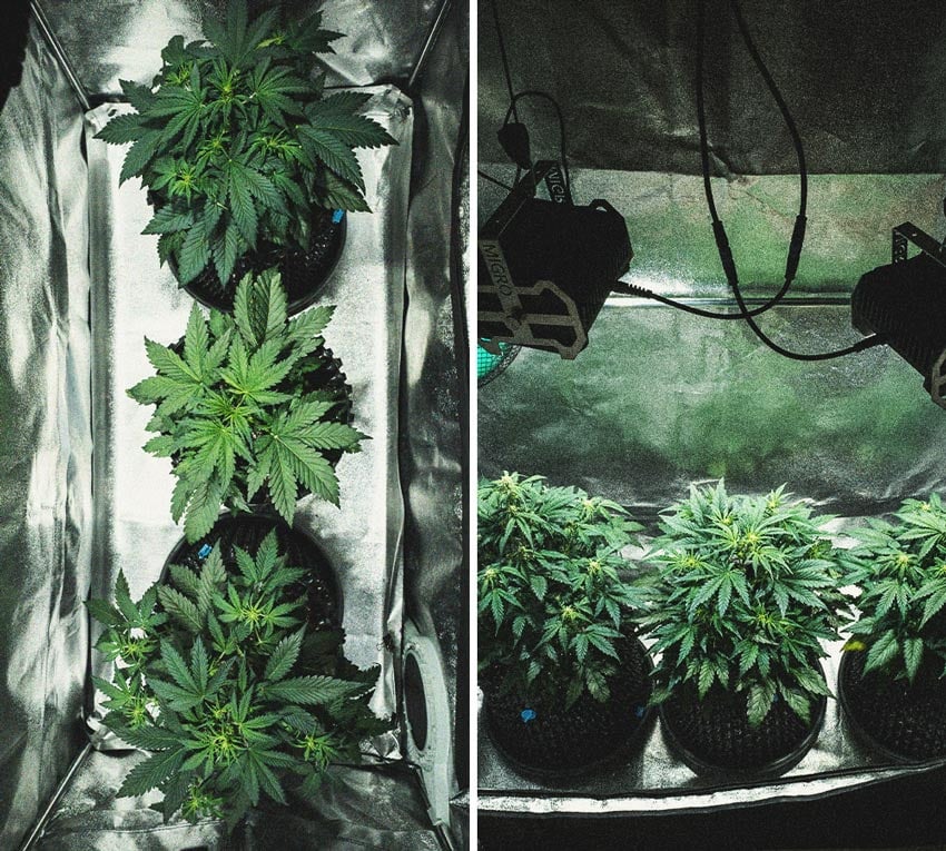 Análisis de cultivo de la Sweet Skunk Automatic Análisis de cultivo de la Sweet Skunk Automatic