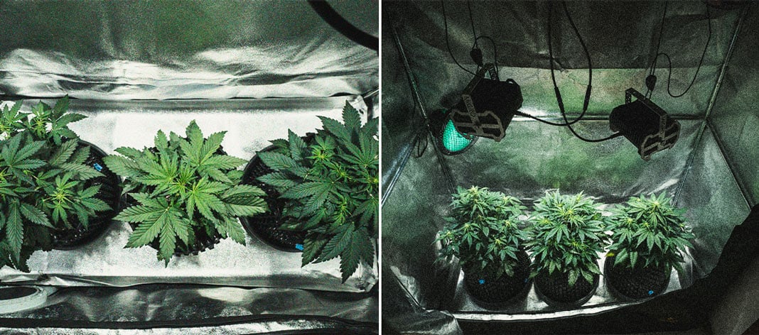 Análisis de cultivo de la Sweet Skunk Automatic Análisis de cultivo de la Sweet Skunk Automatic