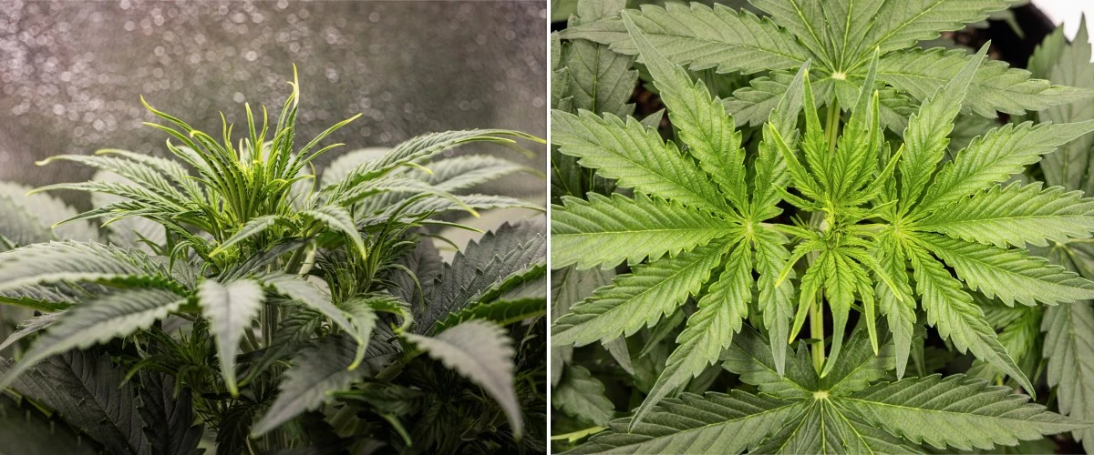 Planta de cànnabis Gaia F1 a la setmana 3 creixent en terra amb un creixement vegetatiu saludable en interior