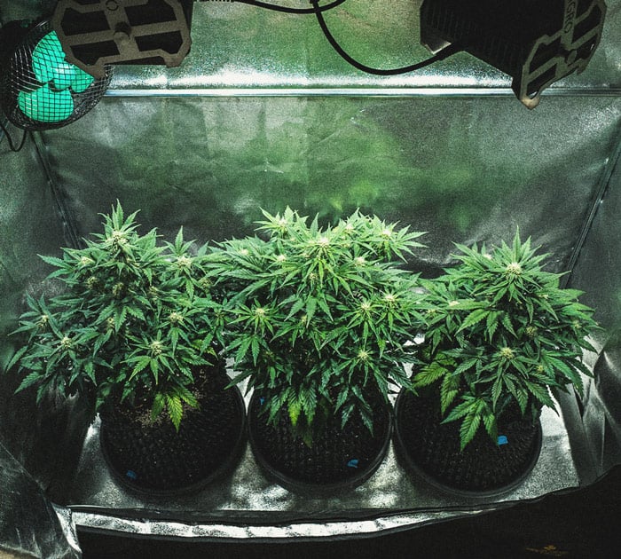 Análisis de cultivo de la Sweet Skunk Automatic Análisis de cultivo de la Sweet Skunk Automatic
