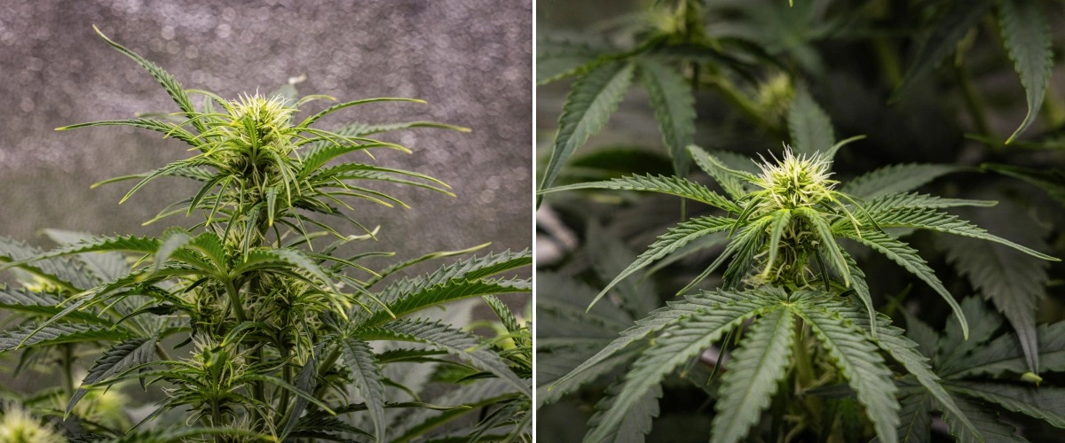 Planta de cànnabis Gaia F1 a la setmana 5 creixent en terra amb un creixement saludable en floració en interior