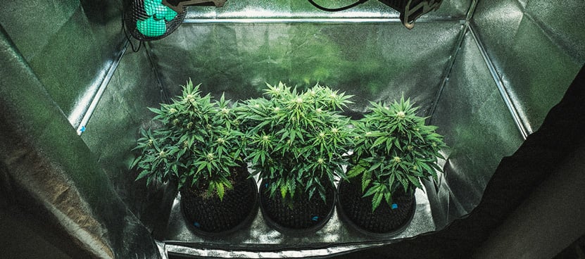 Análisis de cultivo de la Sweet Skunk Automatic Análisis de cultivo de la Sweet Skunk Automatic