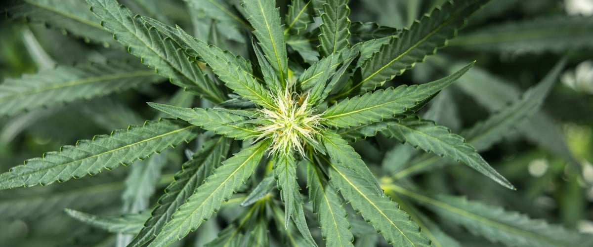 North Thunderfuck cannabis plant in week 5 of early flowering showing fresh white pistils forming at bud sites and healthy fan leaves under LED light