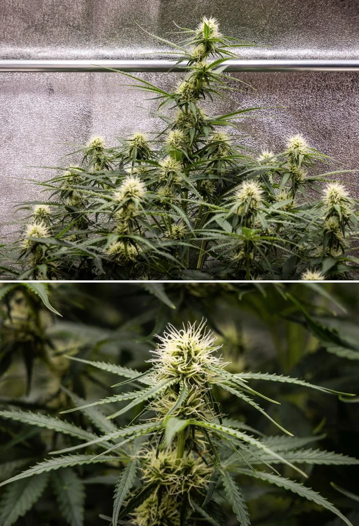 Planta de cànnabis Gaia F1 a la setmana 6 creixent en terra amb un creixement saludable a mitja floració en interior