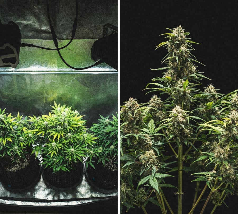 Anàlisi de cultiu de la Sweet Skunk Automatic Anàlisi de cultiu de la Sweet Skunk Automatic