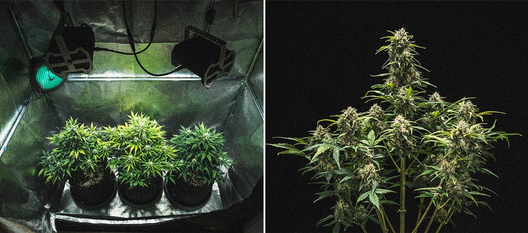 Análisis de cultivo de la Sweet Skunk Automatic Análisis de cultivo de la Sweet Skunk Automatic