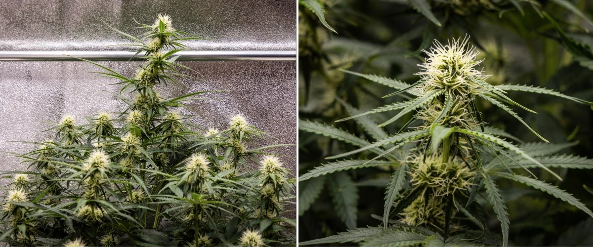 Planta de cànnabis Gaia F1 a la setmana 6 creixent en terra amb un creixement saludable a mitja floració en interior