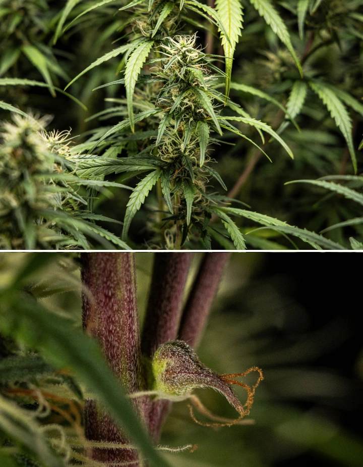 GOAT'lato Auto Kweekverslag – Week 7 Middenbloei GOAT'lato Auto cannabisplant in week 7 van de middenbloei met zwellende colas, verhoogde harsproductie en dichte toppen onder LED-licht